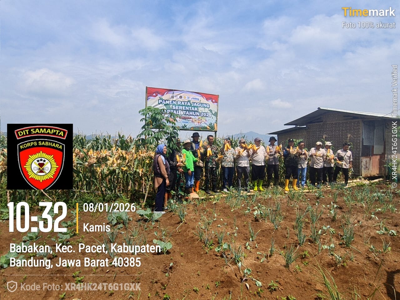 Polsek Ciparay Polresta Bandung Laksanakan Panen Raya Jagung Serentak Kwartal IV di Desa Babakan Kecamatan Ciparay
